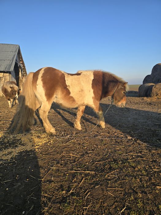 Monta ponei armăsar sau vand