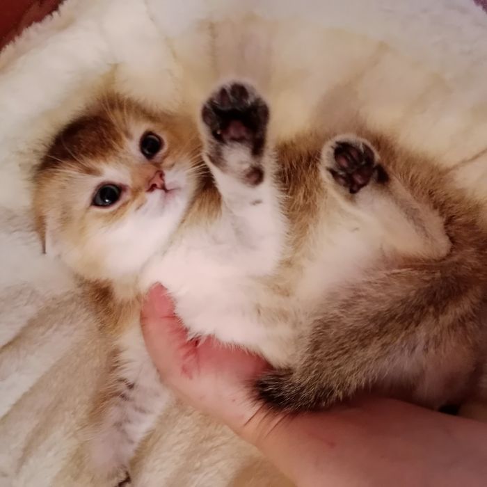 Девочка золотая Шиншила Скоттиш Фолд