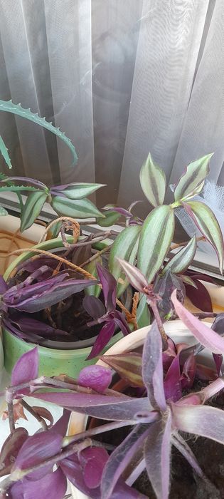 Цветя-алое, традесканция лилава и трицветна, калезия