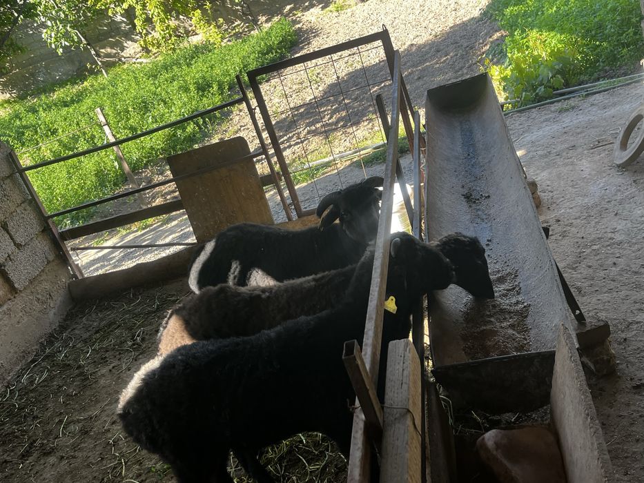 Баран 2 еркек 1 ұрғашы