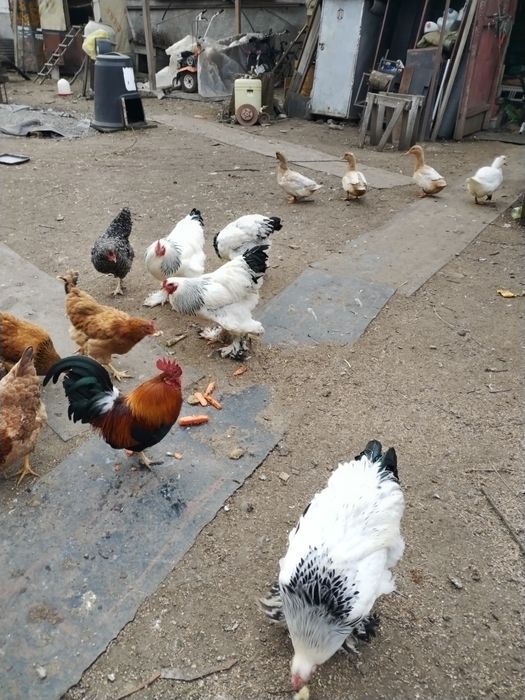 Păsări Brahma de vânzare