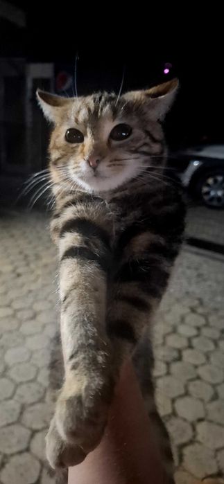 Подарявам добричко котенце