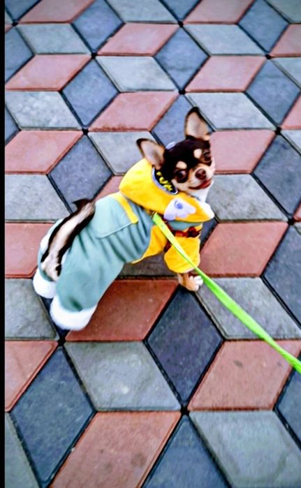 Щенки чишки девочки