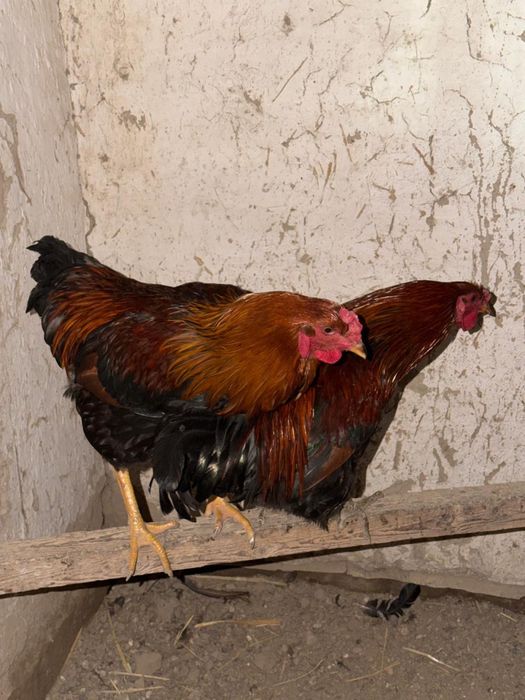 Кораздар сатылады 7еу