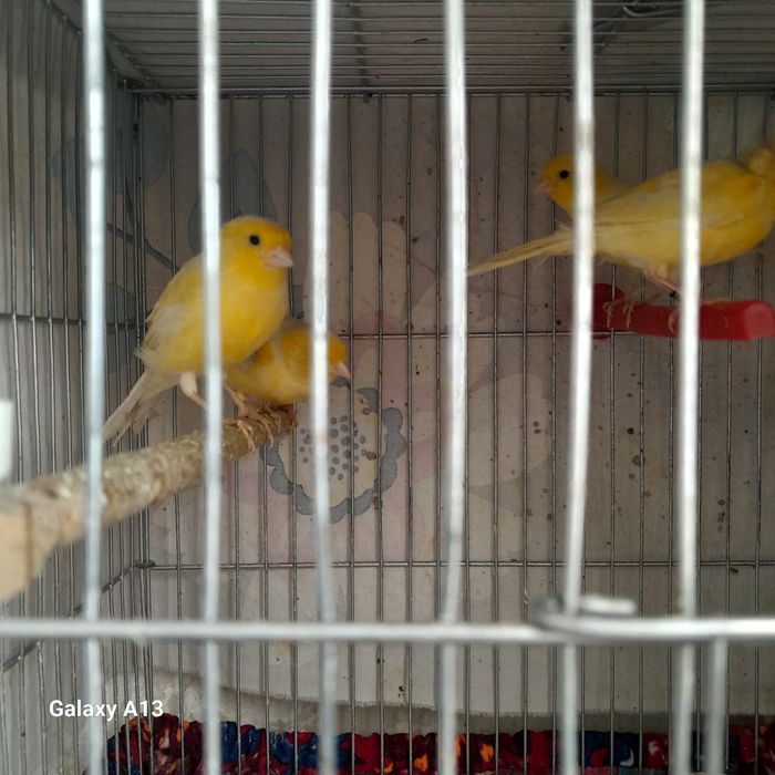 Uyda boqilgan kanareykalar