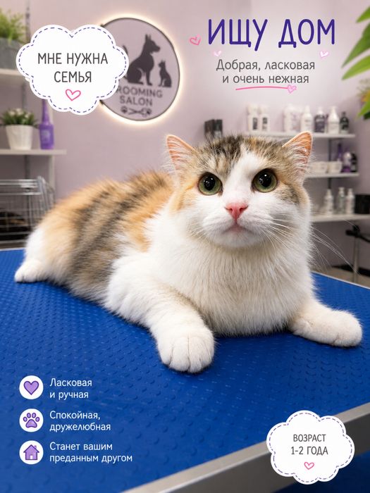Кошечка ТАСЯ . Стерилизована