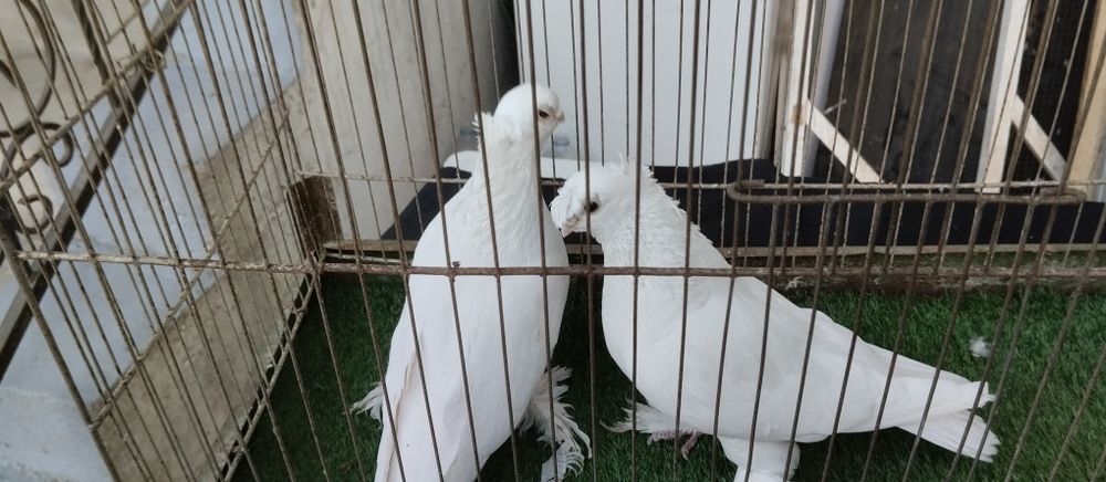 Пара оқлар сотилади. Қоракўз. Кабтар кабутар каптар голуб kabtar