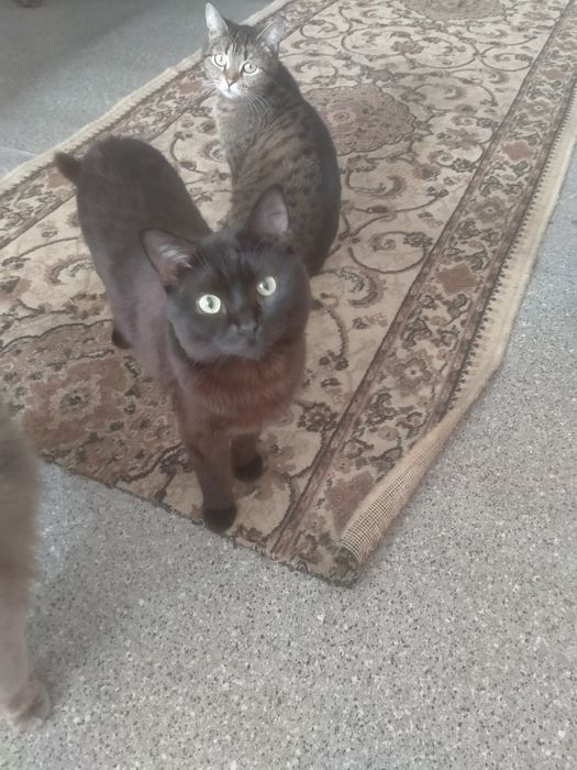 Одам добрые руки