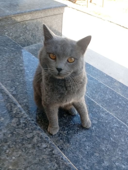 Мушук сотилади 9 ойлик