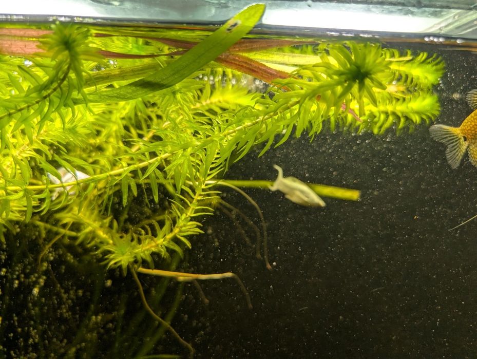 Аквариумное растение элодея