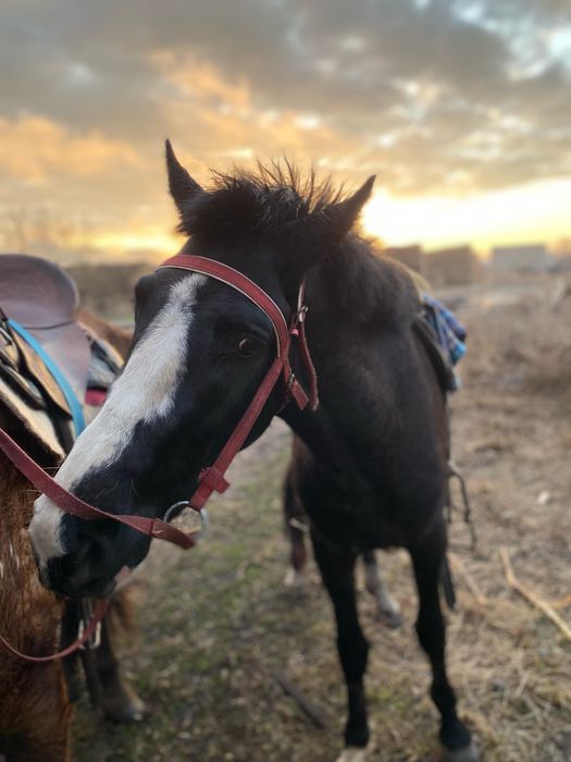 Продам Лошадь Срочно Дешево