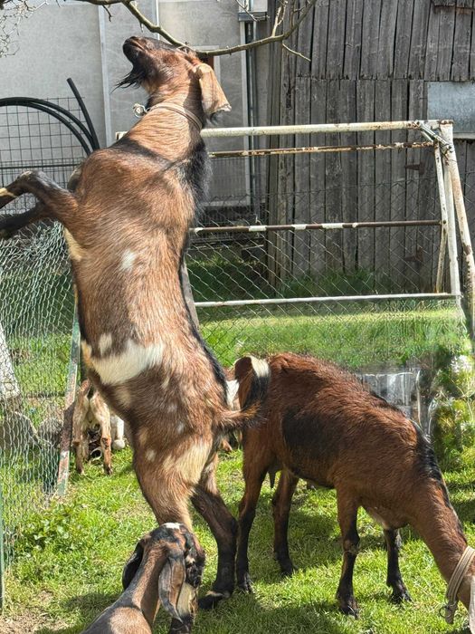 Capre anglo-nubiene rasa pura