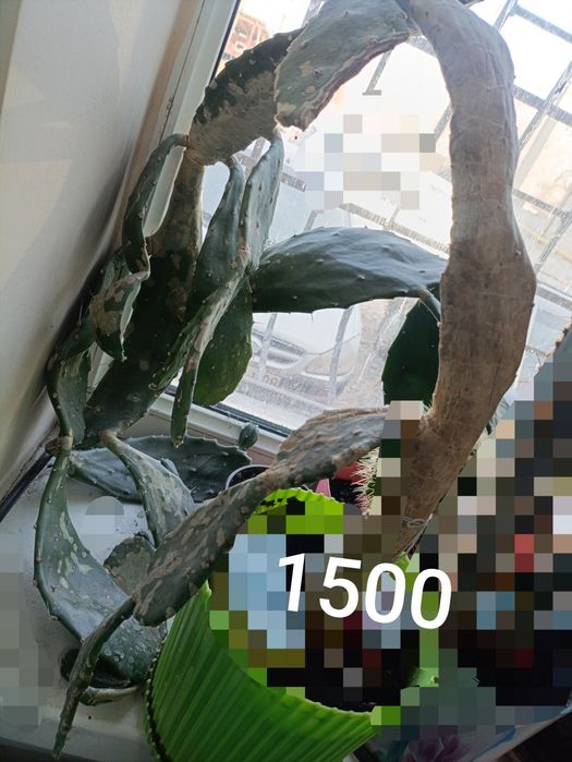 Неприхотливые комнатные цветы