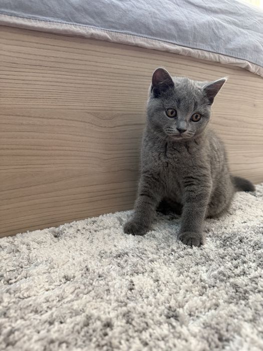 Британски късокосмести котенца