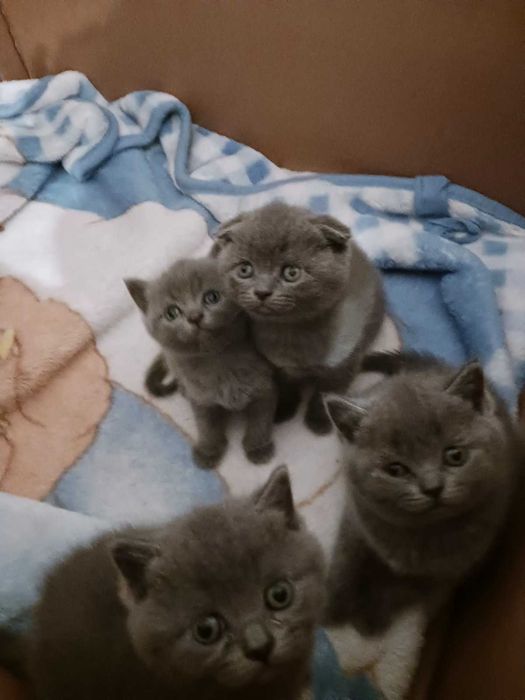 Шотлански клепоухи котенца