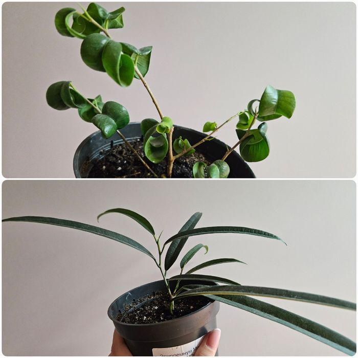 Фикус али, барок