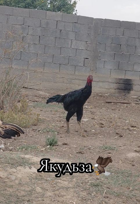 Дакан молодой петух