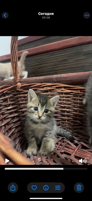 Продаю милых котят