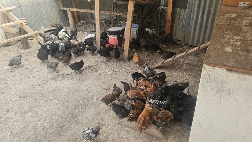 Puicute și cocoși wyandotte și austrolorp!