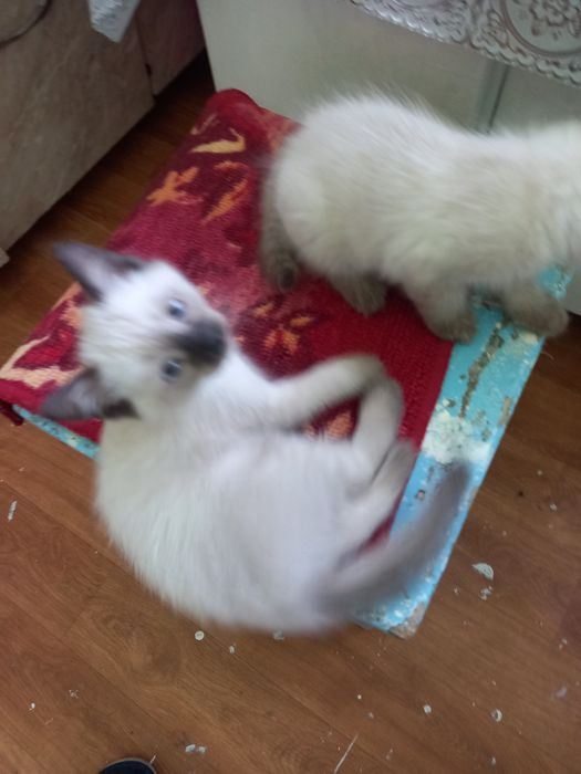 Продаю сиамских катят