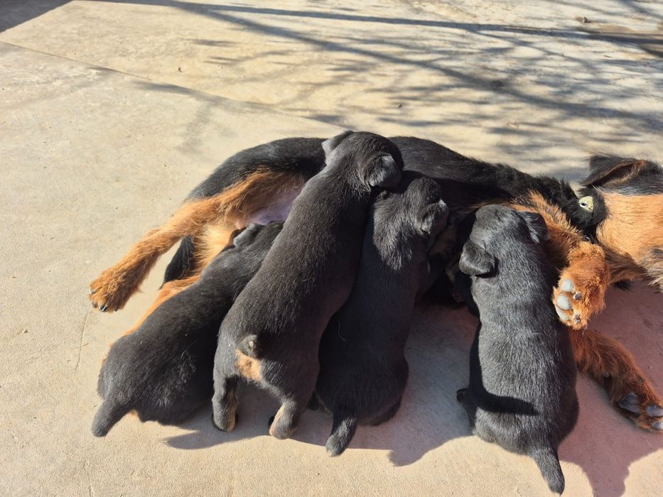 Продам щенка ягдтерьера