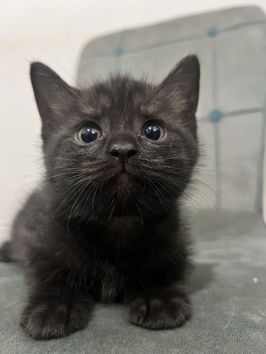 Шотландские (Scotish straight/ fold)