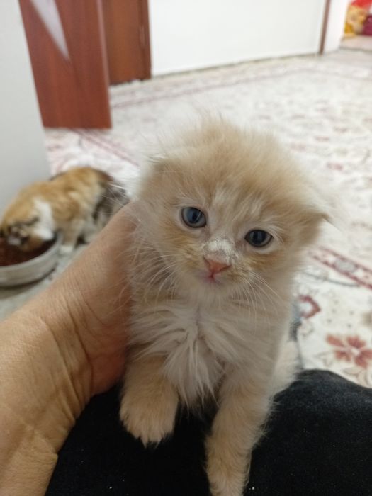 Продам вислоухих шотландских котят.