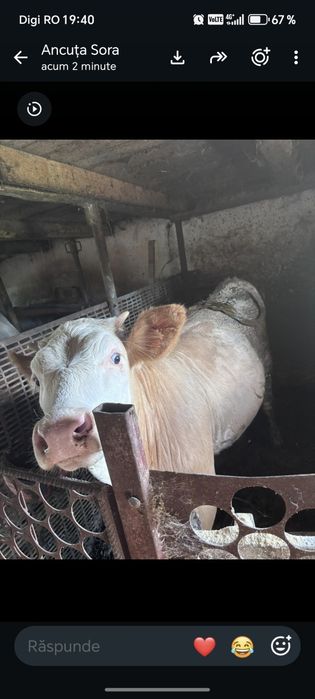 Vițea de 6 luni foarte bună