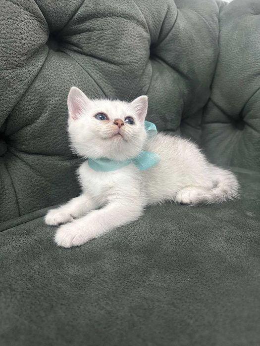 Мальчик британская шиншилла