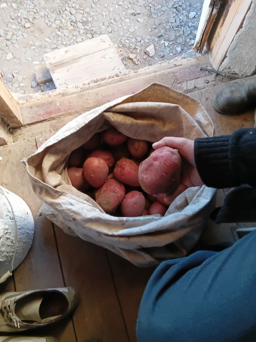 Картофель домашний