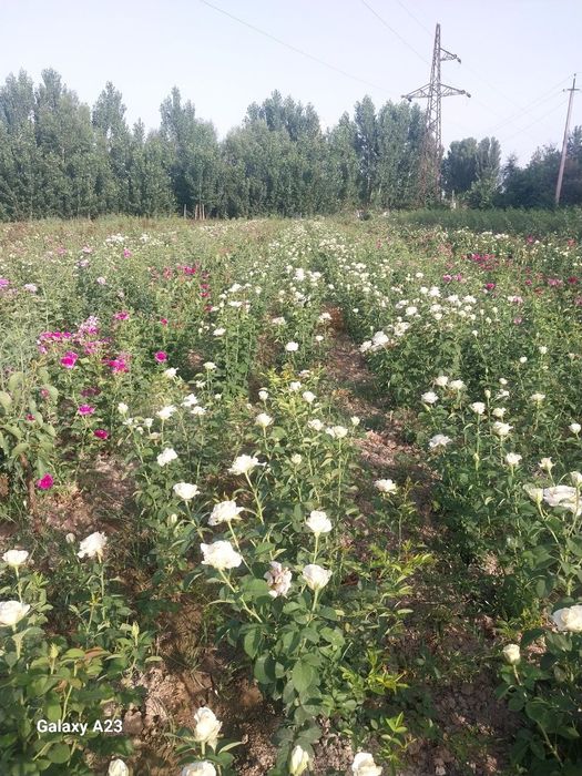 Атиргул кучатлари 90 минг дона бор