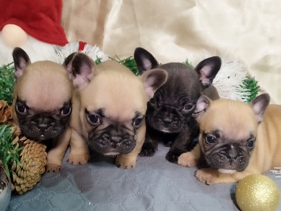 Френски булдог - бебета
