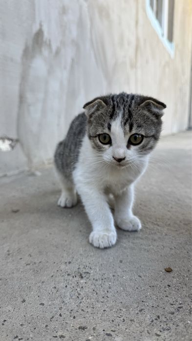 Продаю вислоухих котят