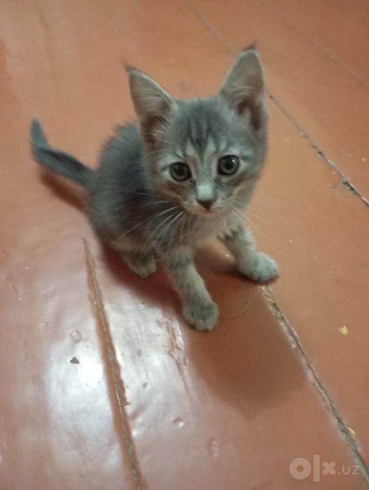 Отдаём домашних котят