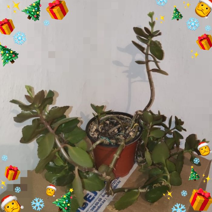 Доллар и другие цветы