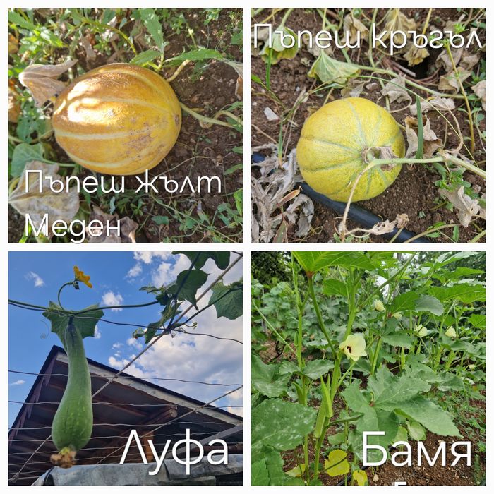 Семена стари сортове