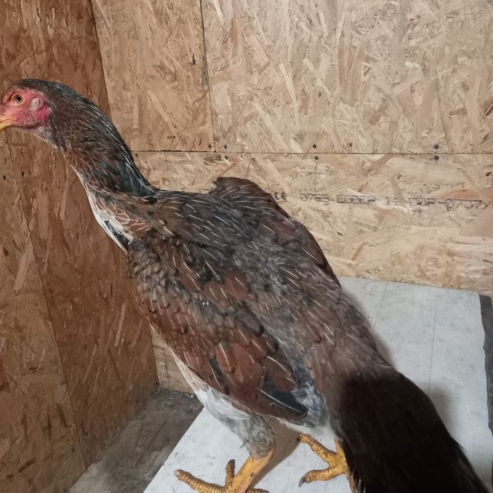 Продам Даканку курочку