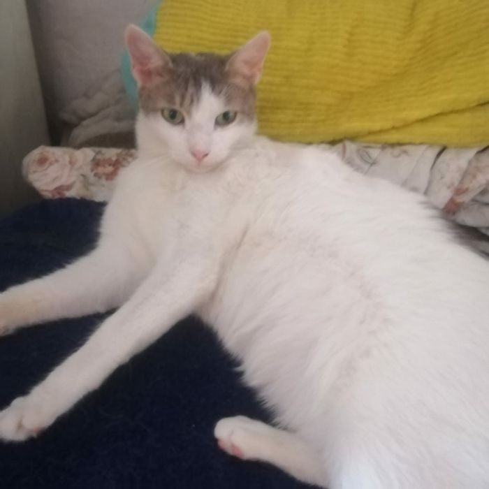 Кастрированный котик ищет дом