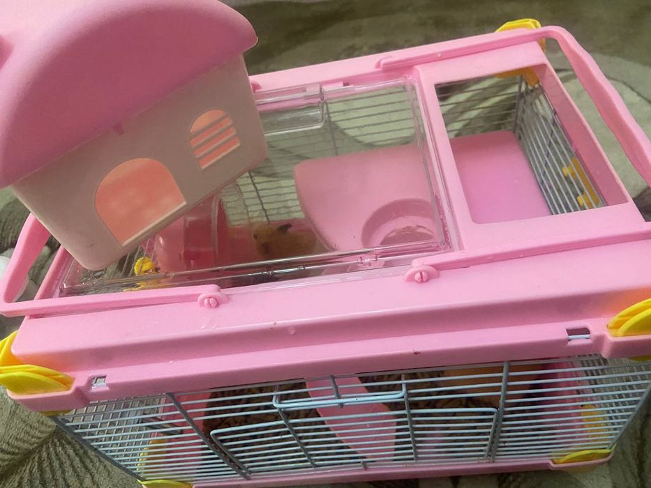 Хамяки  домашние