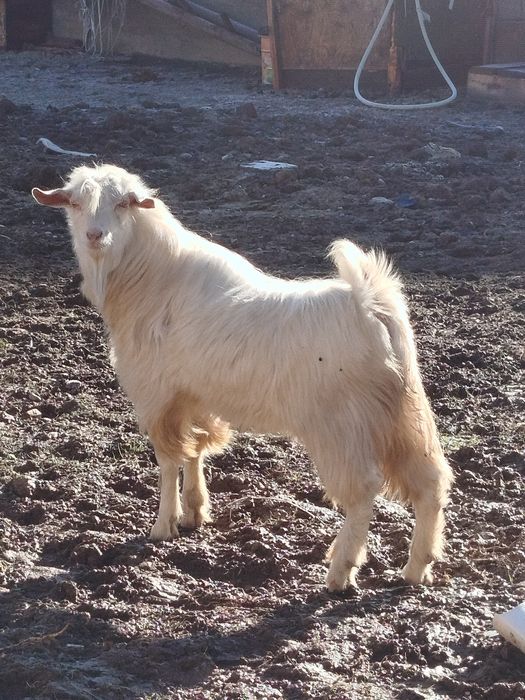 Теке семіз сатылады