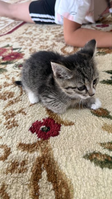 Отдадим бесплатно  котят