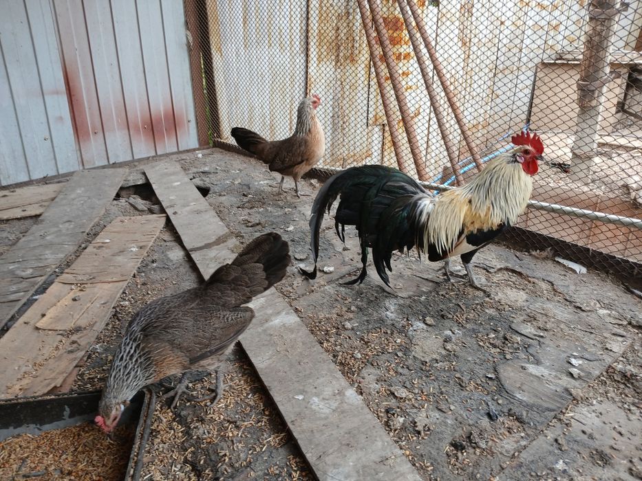 Феникс   серебро