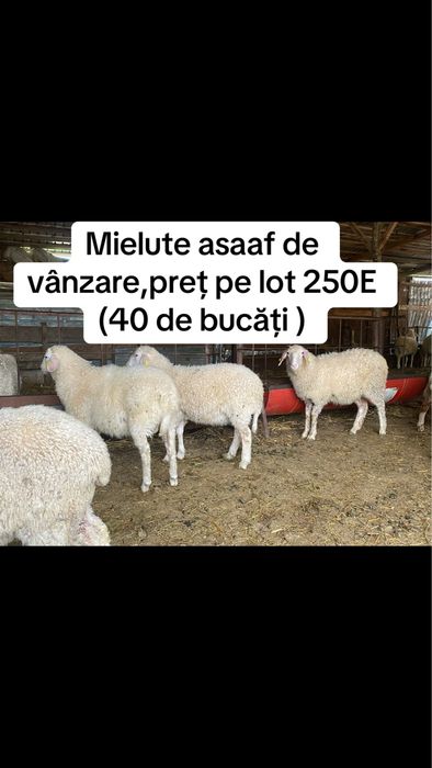 Mielute assaf , assaf cu frize