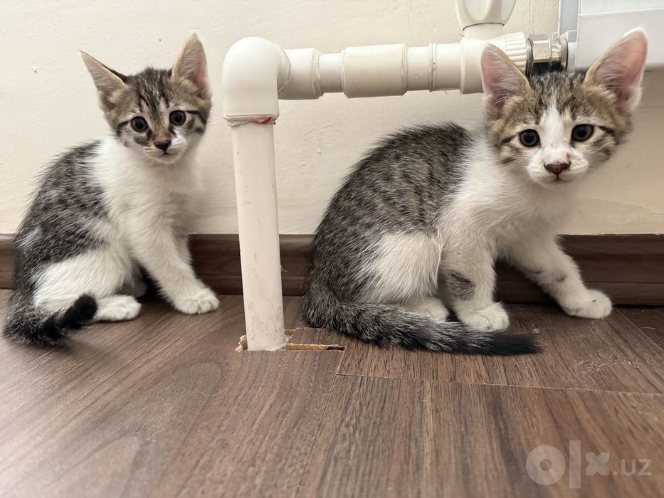 Отдам в хорошие руки котят 1,5 месяца мальчи и девочка