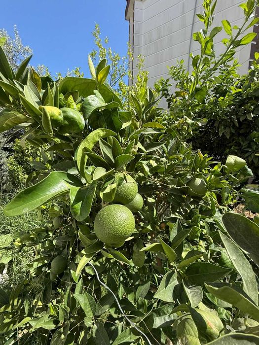 Аренда виллы "Sea Villa" в Белек (Анталия)