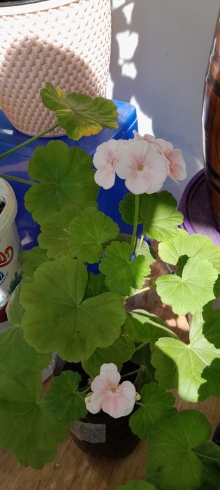 Продам щучий хвост