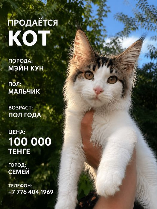 Крупные малыши Мейнкун!