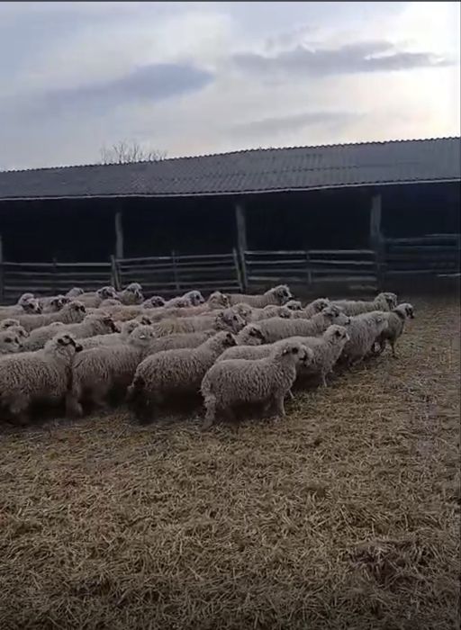 Vand 200 de miei turcana