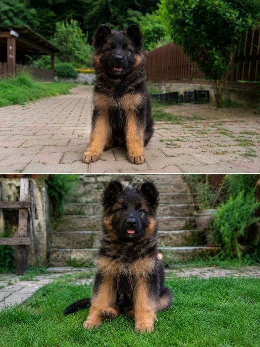 Pui ciobanesc german cu par lung,deosebiti cu pedigree!