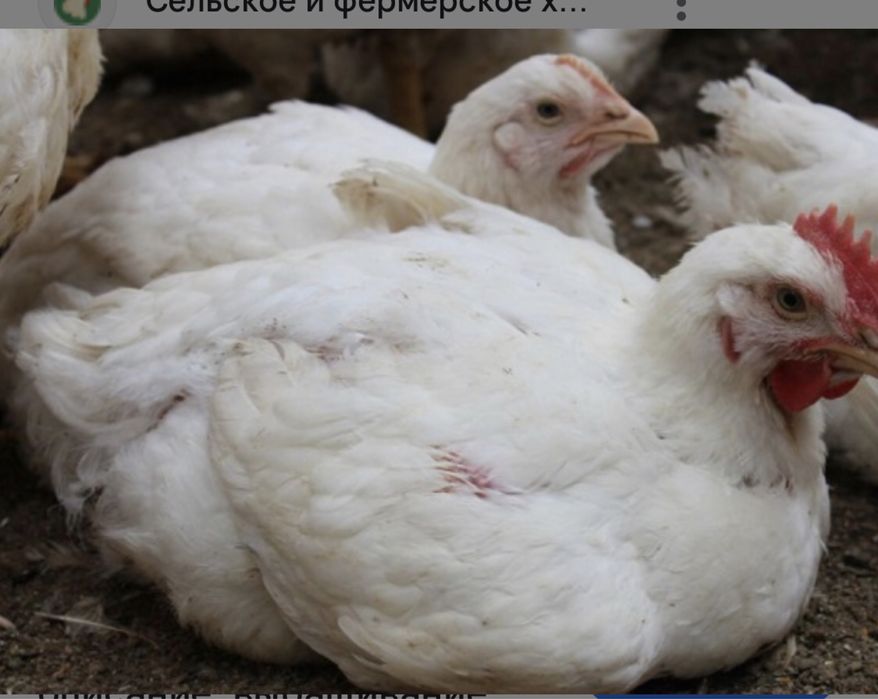 Бройлеры,гусята,утята